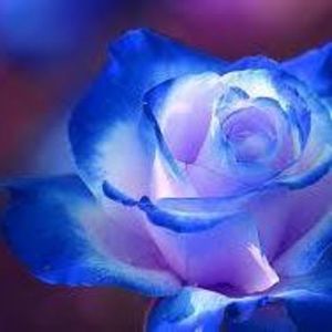 Meet your Posher, Mindy